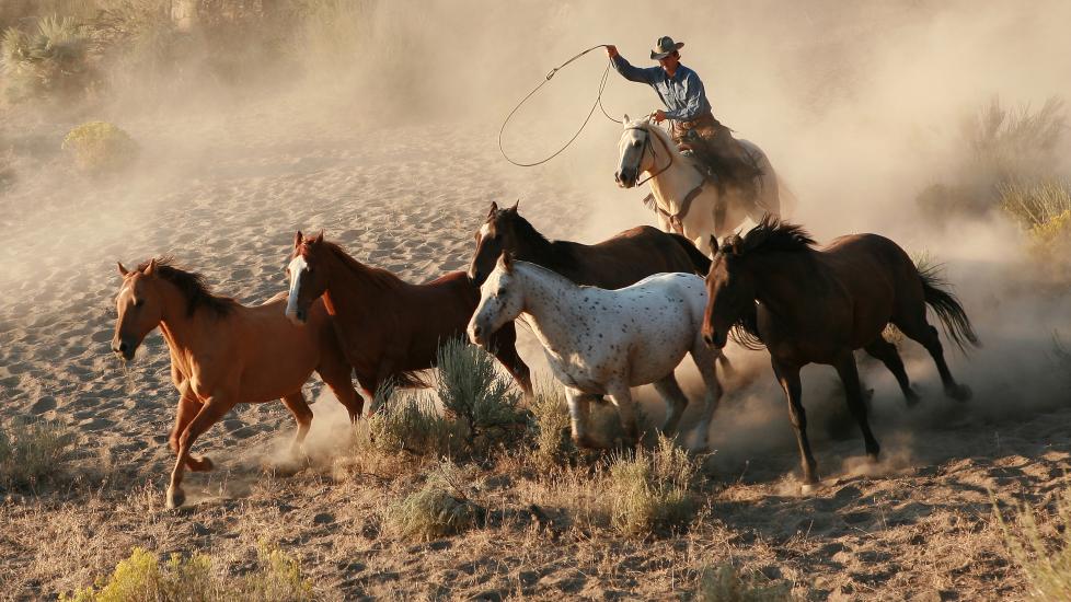 Cowboy roping wild Mustang horses