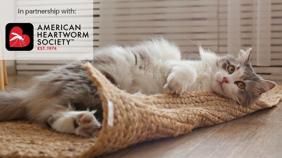 gray and white cat rolling on welcome mat