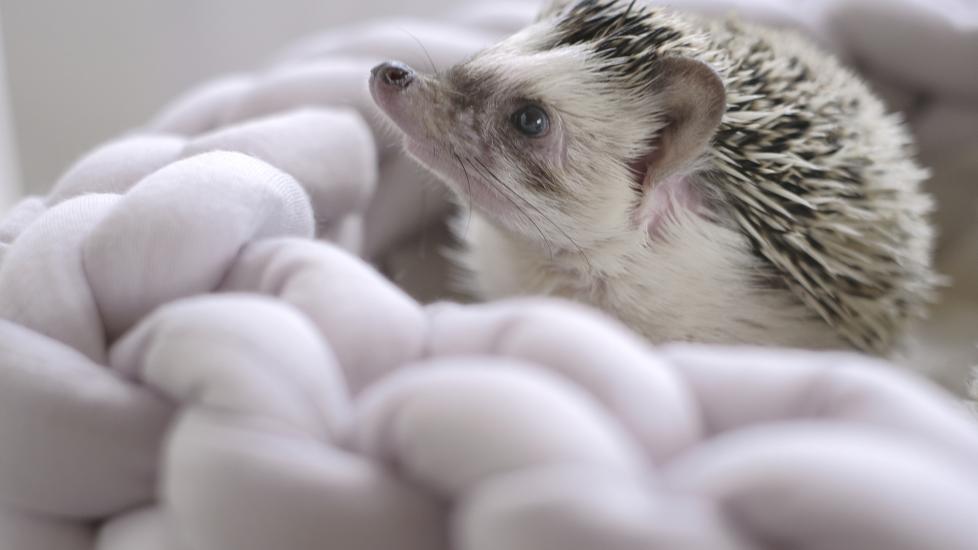 How Long do Hedgehogs Live: A cute pet hedgehog sits on a blanket.