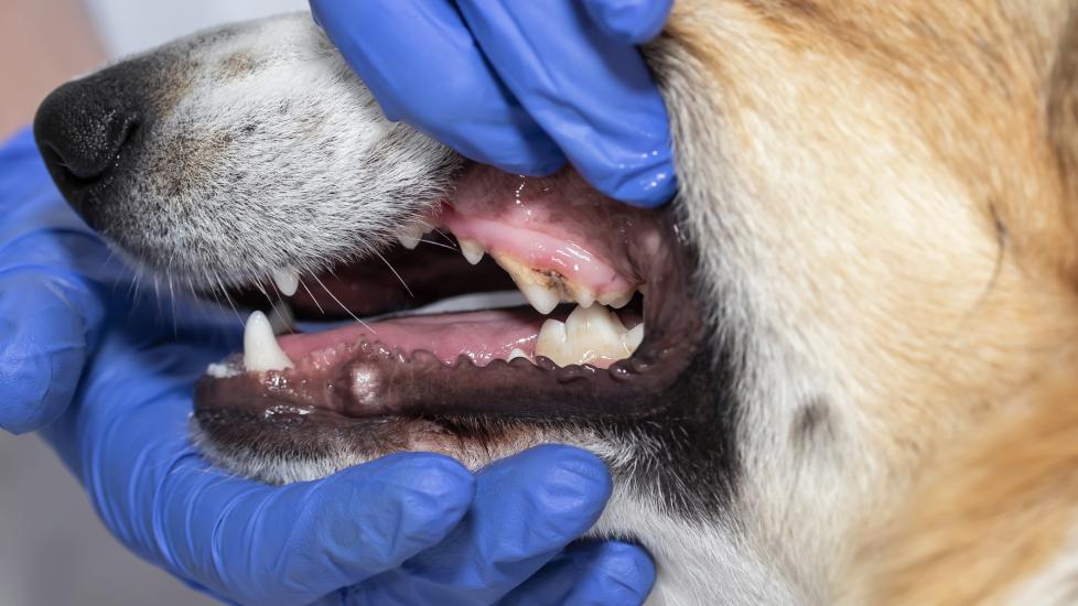 How much does dog teeth cleaning cost: a vet looks at a dog's teeth.