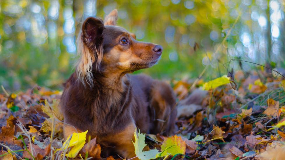 Inguinal Hernia in Dogs: A dog sits in the woods.