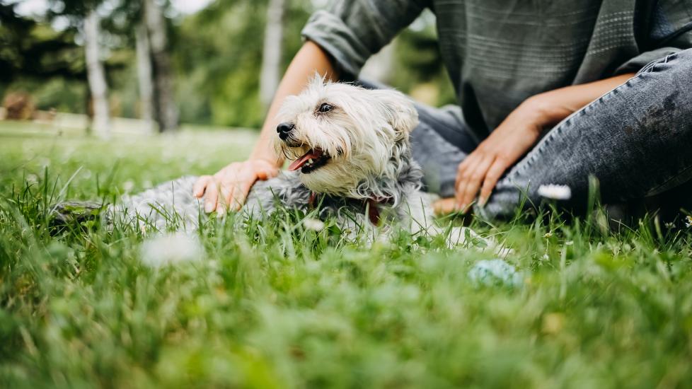 Why You Should Never Give Ibuprofen To Dogs: A dog sits in the grass with his pet parent.