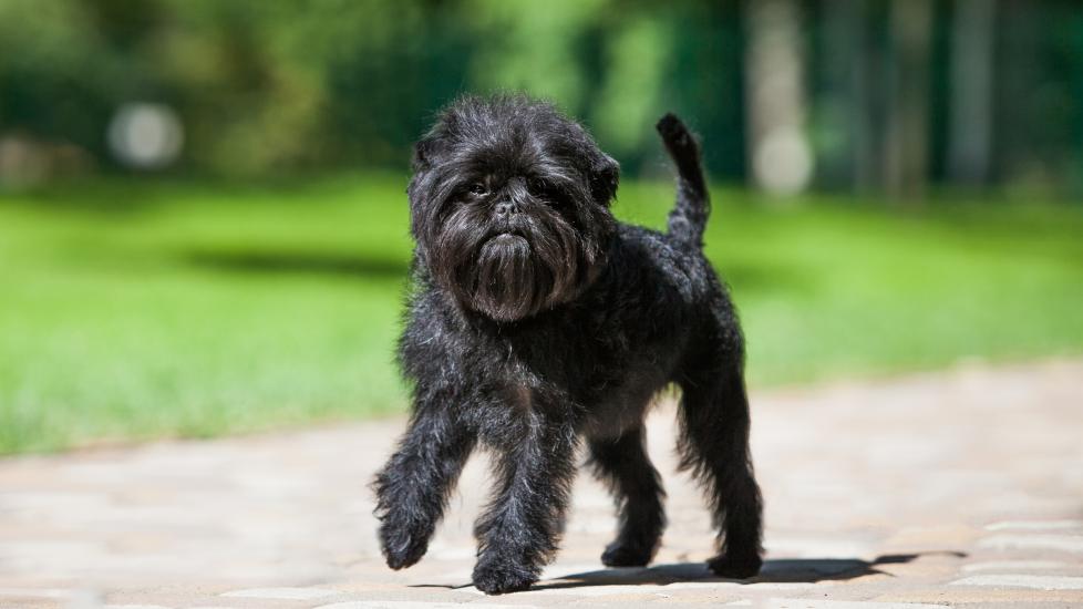 black affenpinscher walking down a path outside