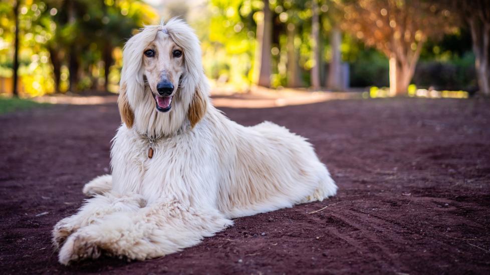 Afghan Hound 0292 - Afghan Hounds - Dogs