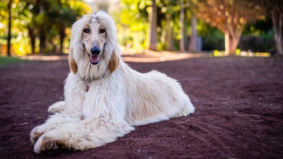 cream-colored longhaired afghan hound lying on the ground