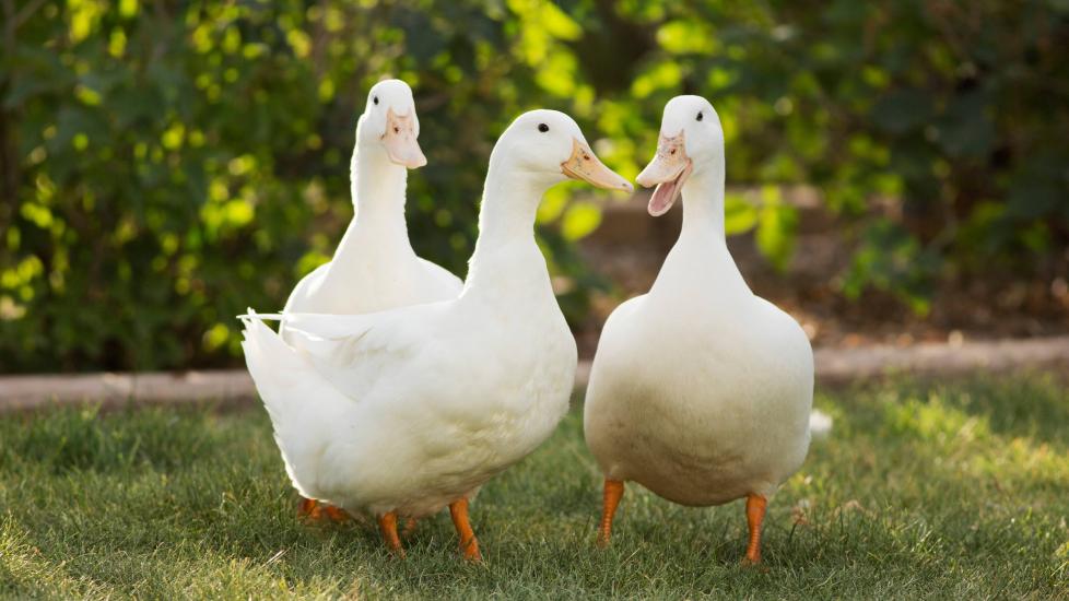 three white ducks standing in grass together