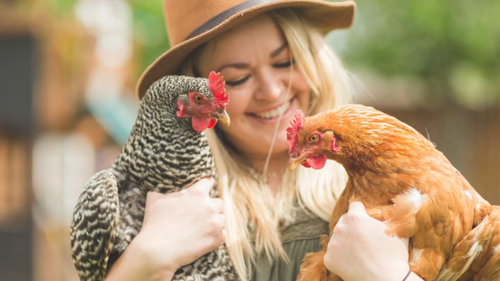 Backyard chickens: A pet parent cuddles with her chickens.