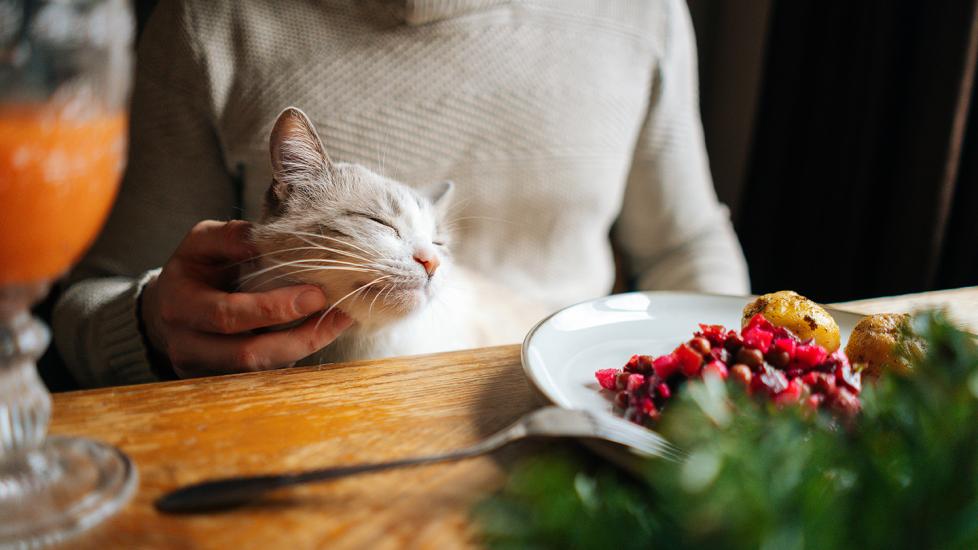What Thanksgiving Foods Can Cats Eat? PetMD