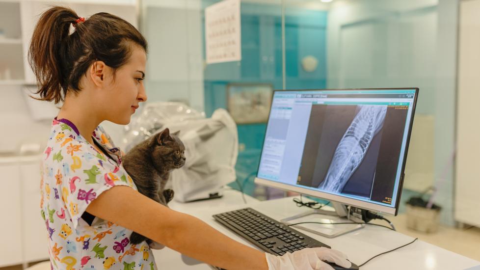 Cat X-rays: A vet and a cat look at a cat X-ray.