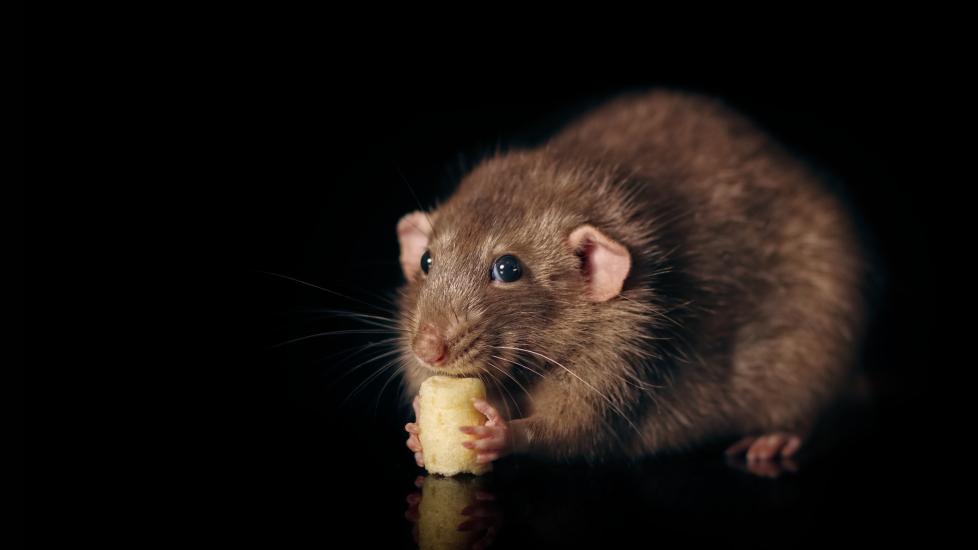 Do rats like cheese: A rat eats cheese.