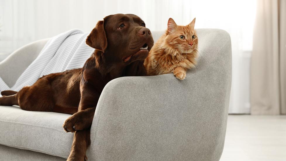 dog and cat on couch