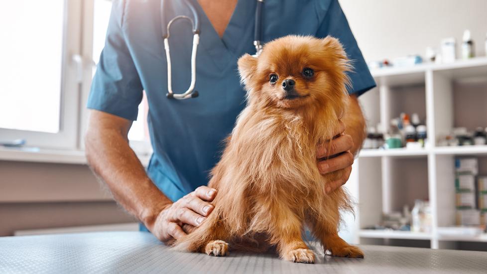 dog at the vet