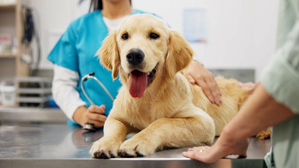 dog at the vet clinic