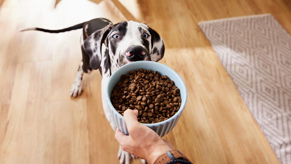 dog food ingredients: dog looking at kibble in bowl