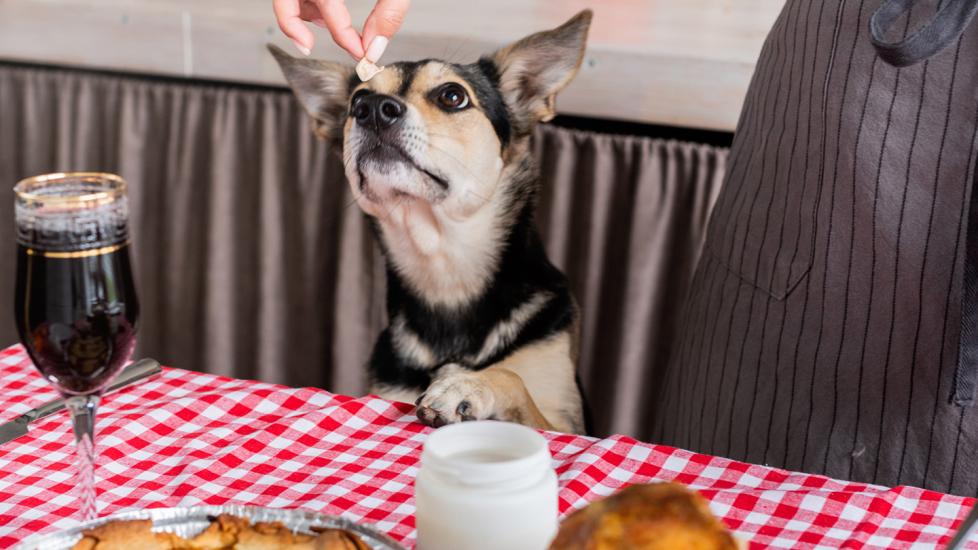 thanksgiving foods dogs can eat: dog staring at a piece of cooked turkey