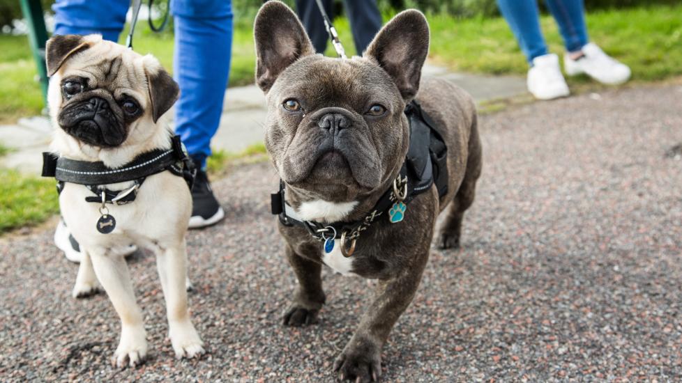 pug and french bulldog on a walk together