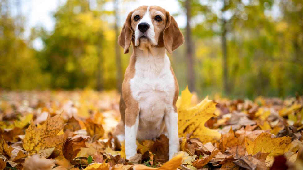 Dog muscle spasms: A dog sits in the leaves.