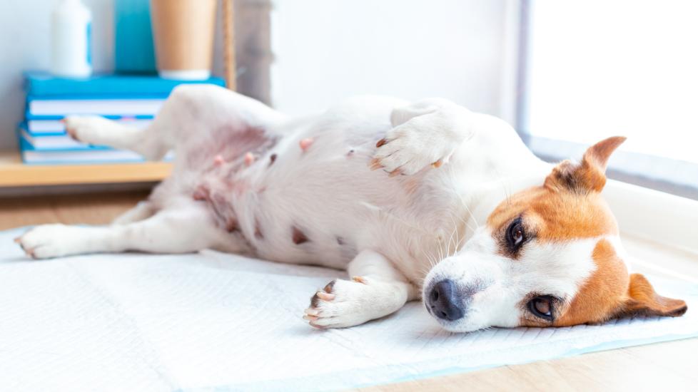 Dog pregnancy: A pregnant dog lays down on a pee pad.