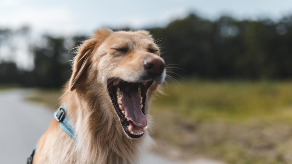 Why do dogs yawn: A dog yawns.