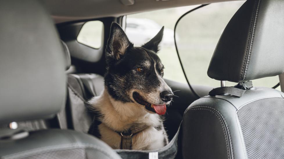 Dramamine for dogs: A dog sits in the back of his parent's car.