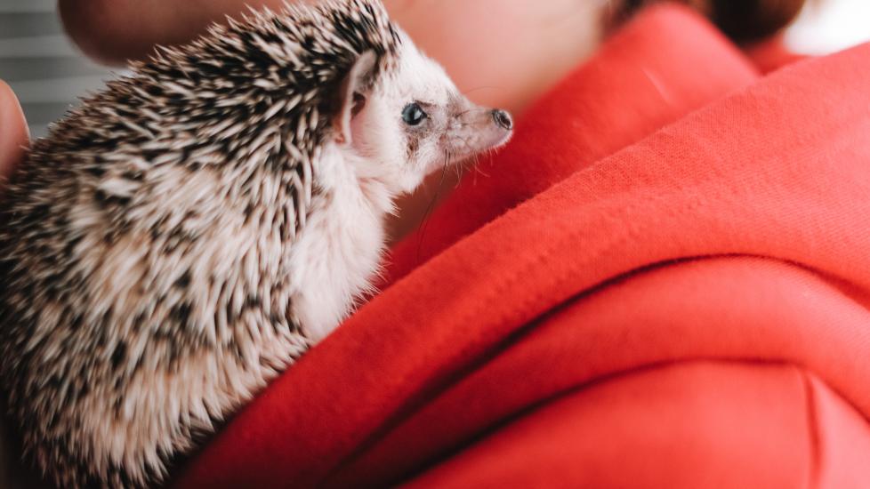 Hedgehog care sheet: A hedgehog sits on his pet parent's shoulder.