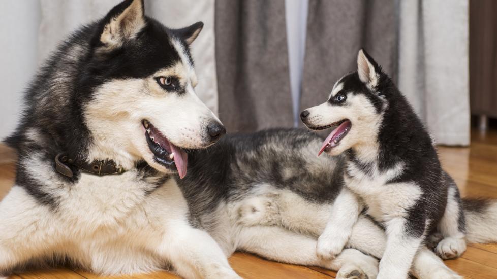 How many puppies can a dog have: a mother dog plays with her puppy.