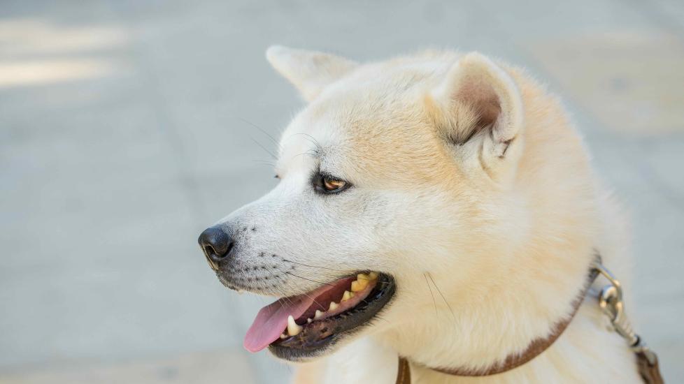 cream-colored kishu ken on a leash looking to the side