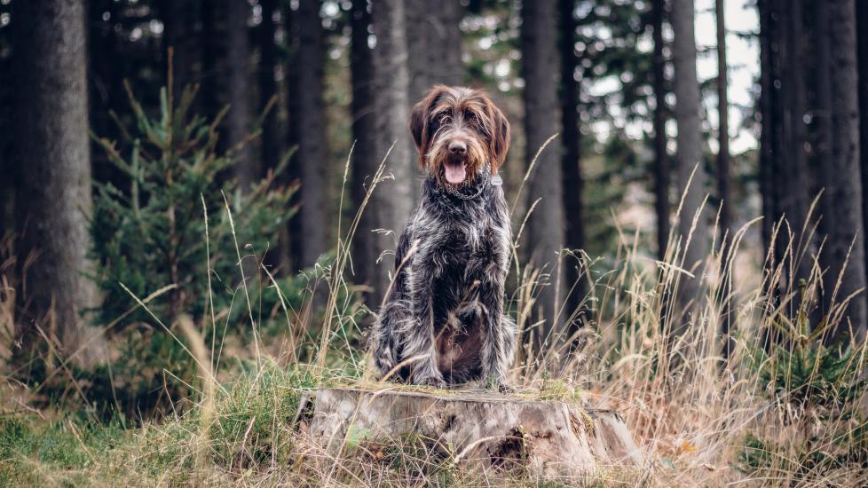 Lone star tick: A dog sits in the woods.