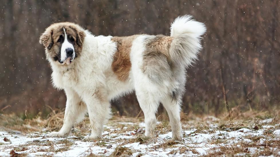 white and brown pyrenean mastiff standing in the snow