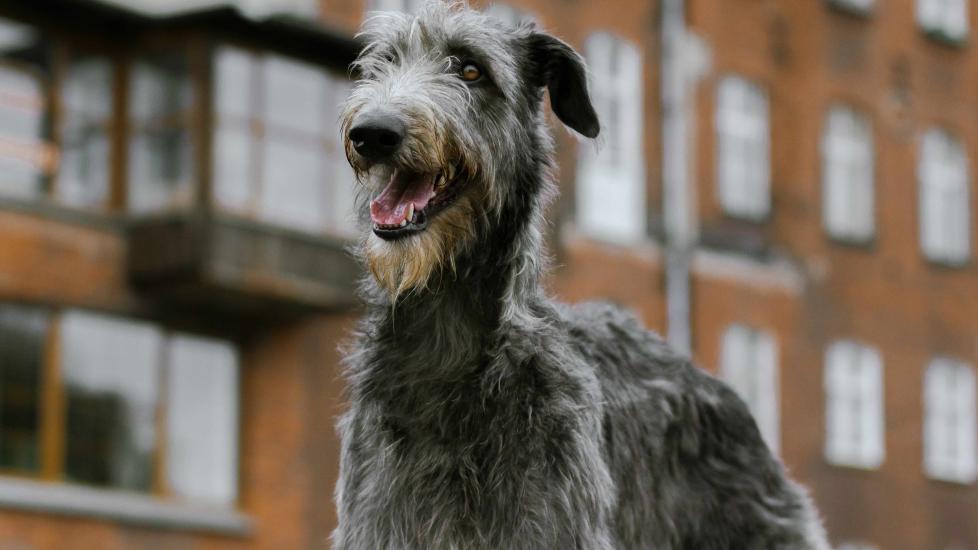 gray scottish greyhound standing in front of an apartment building