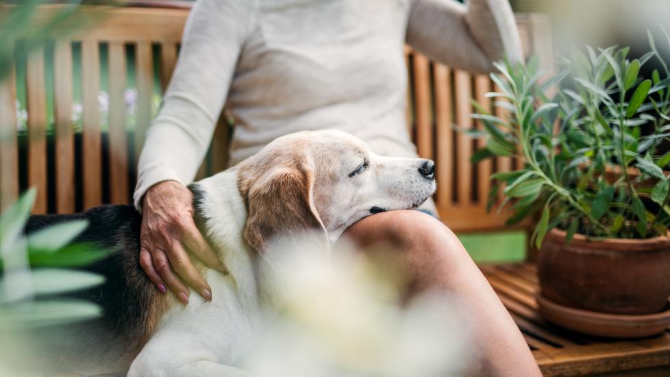 woman sitting on a bench with an elderly dog's head resting in her lap