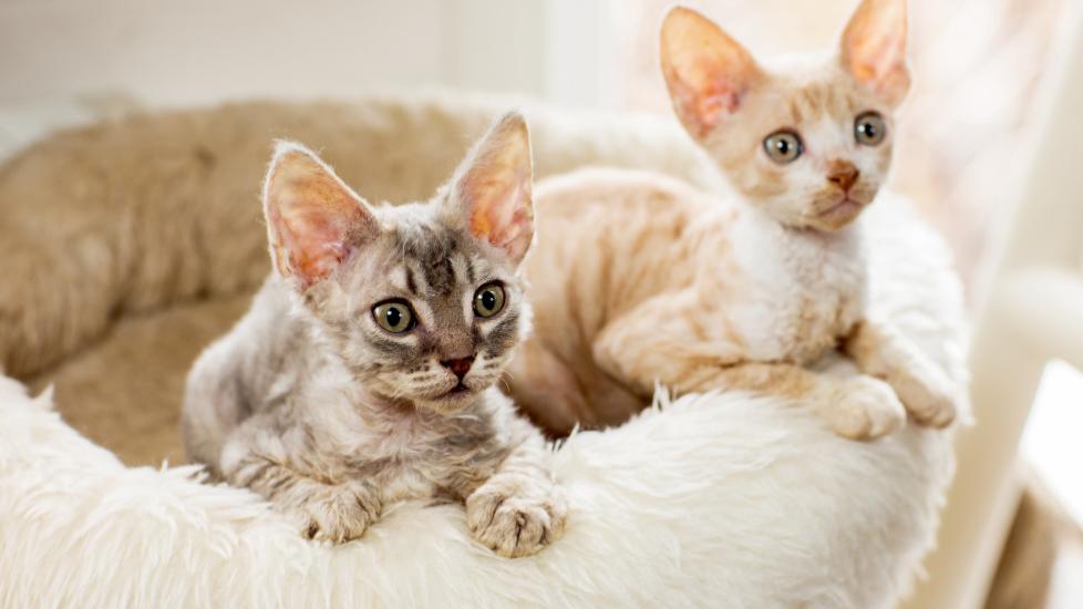 two tabby cornish rex kittens sitting in a cat bed