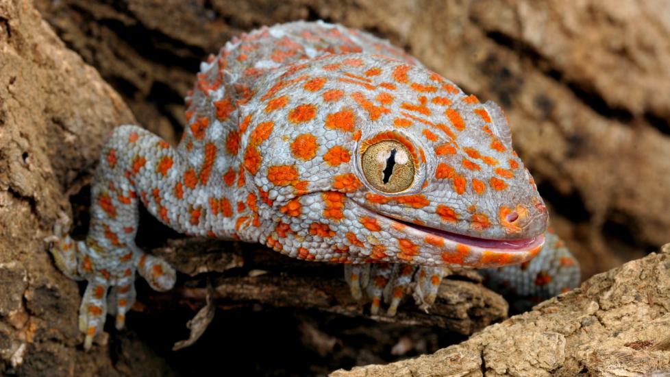 Tokay gecko