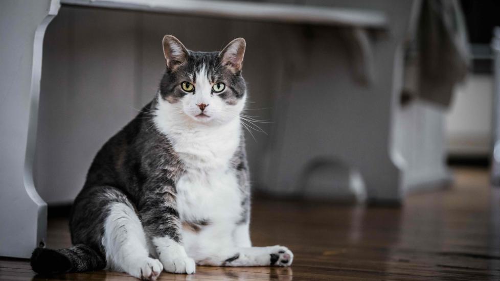 fat tabby cat sitting on the floor