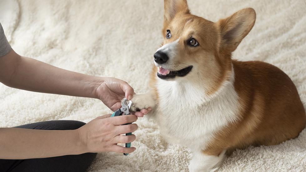 Dog having nails trimmed during grooming