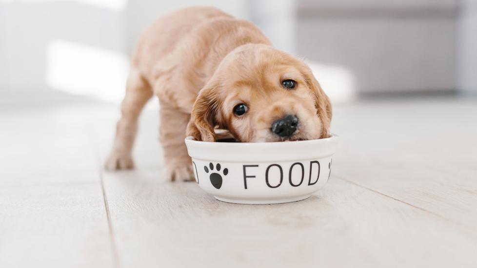 What You Need to Know About Puppy Food PetMD