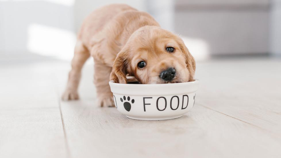 puppy eating good puppy food from bowl