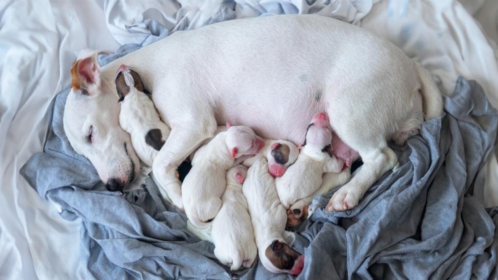 Whelping: A mother dog with her puppies.