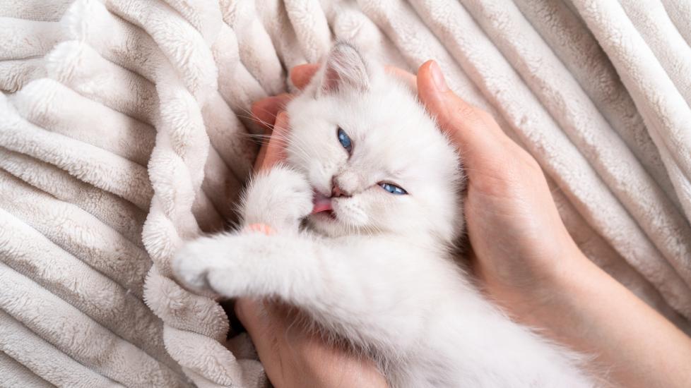 hands holding a small white kitten with blue eyes