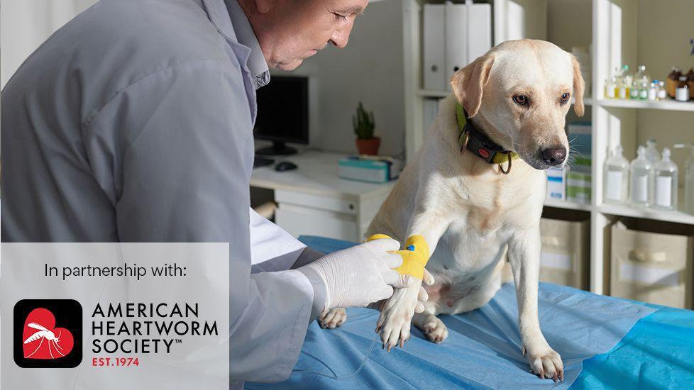 lab sits on exam table while getting ready for heartworm test