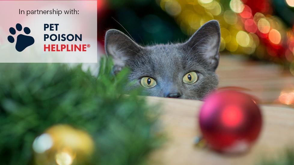 gray cat looks over table at red ornament during the holidays