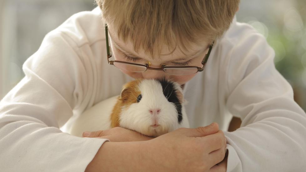 Are Guinea Pigs Good Class Pets: A little boy hugs a guinea pig.