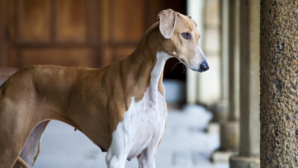 Azawakh dog standing in a hallway with ancient columns