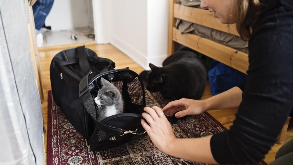 woman packs cat up in cat carrier to prepare pet for a house fire