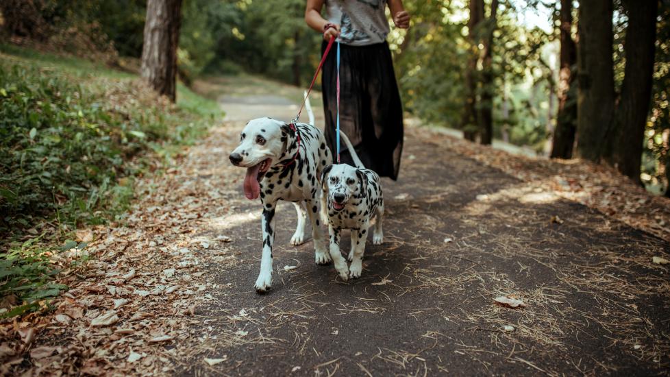 UTI in dogs. A pet parent walks their Dalmatians.