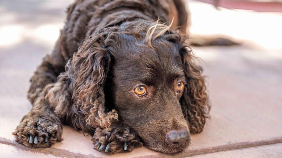 brown american water spaniel lying on a tiled ground outside