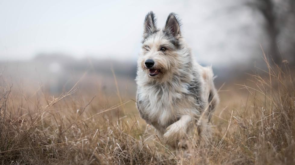 gray and fawn berger picard dog running through a field of dead grass on an overcast day