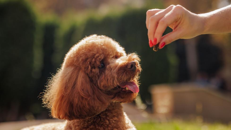 dog waiting for a treat