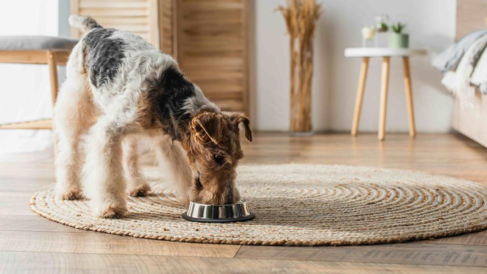 wirehaired fox terrier eating a bland diet out of a dog bowl