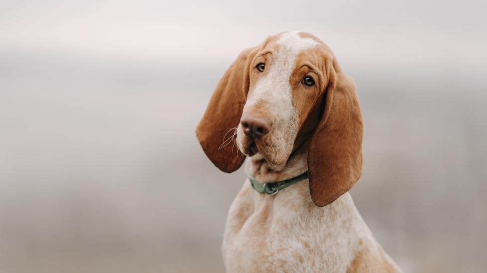 orange and white bracco italiano dog sitting in front of a foggy landscape